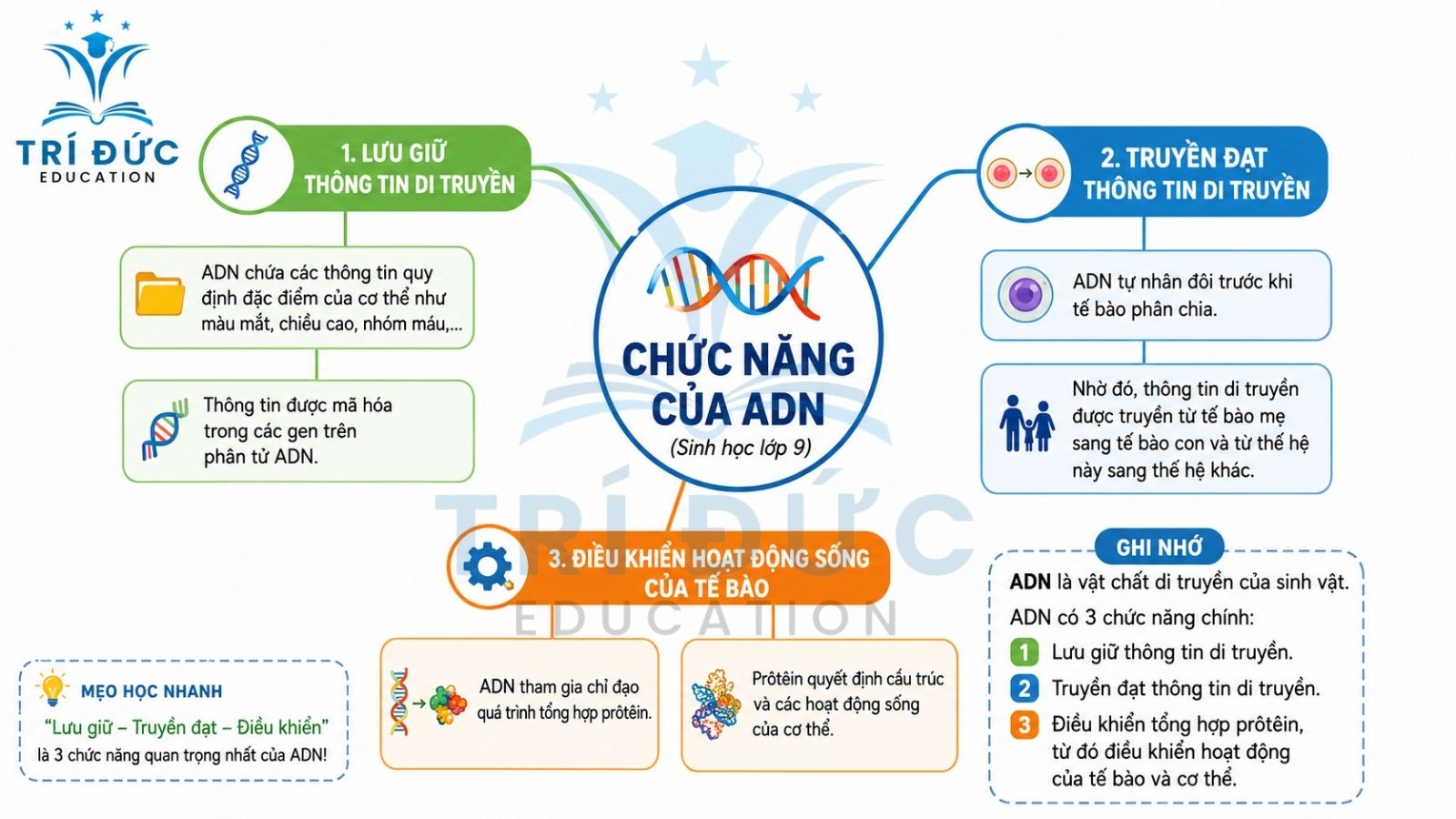 Chức năng của DNA