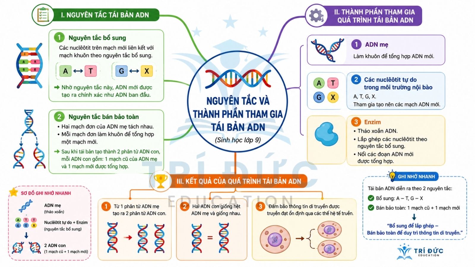 Nguyên tắc và thành phần tham gia tái bản DNA