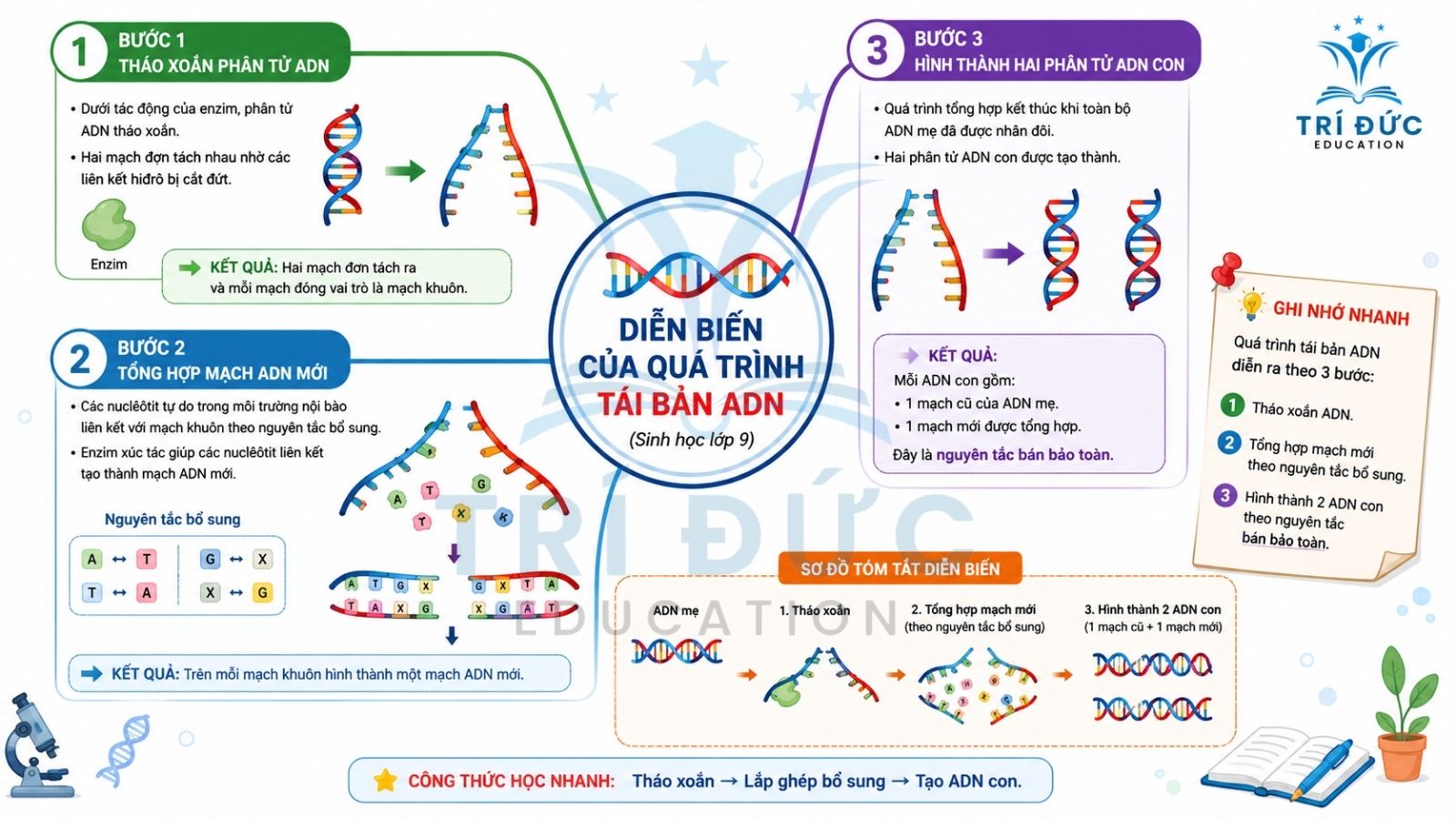 Diễn biến của quá trình tái bản DNA