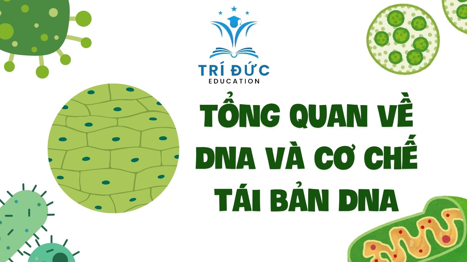 Tổng quan về DNA và cơ chế tái bản DNA
